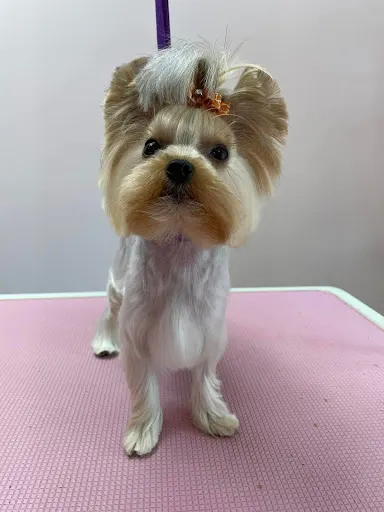 Glossy DOG Salon Pielęgnacji Psów Zielona Góra